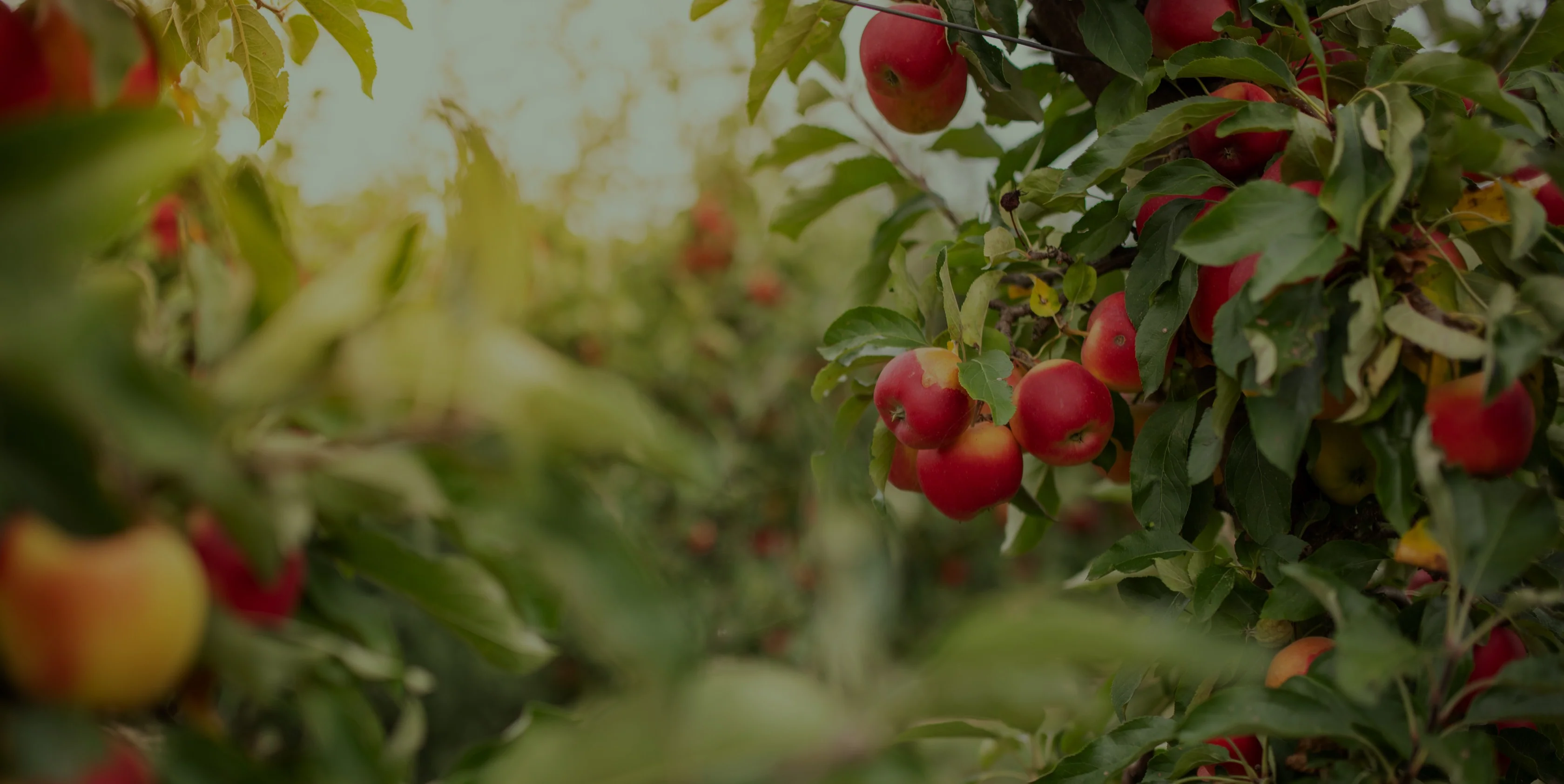 Taste the Heart of the Smokies